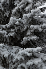 Hoar frost on a winter day