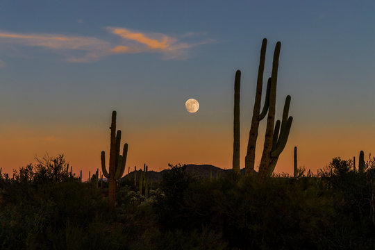 Moon Rising Over Saguaro National Park West, Arizona