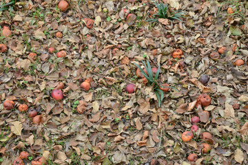 autumn leaves on the ground