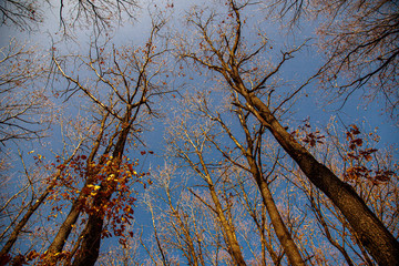 Tree top in the autumn sun