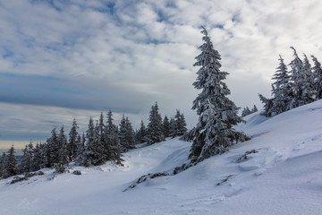 Fototapeta na wymiar Snow-covered trees in the Giant Mountains, Poland