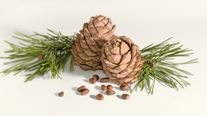 close-up, isolate cedar cones with branches and nuts