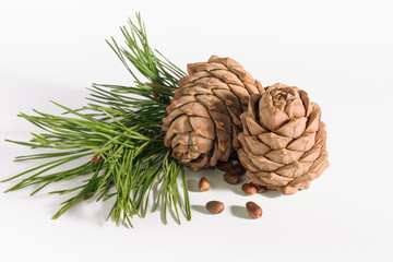 close-up, isolate cedar cones with branches and nuts