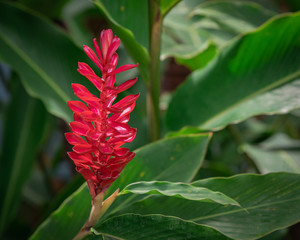 Obraz premium JamaicaPhotos1