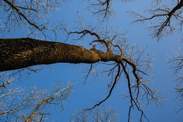 Tree top in the autumn sun