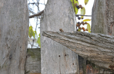 wooden fence in the garden