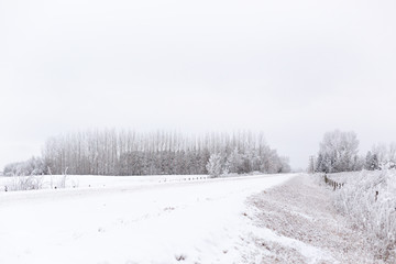 Fototapeta na wymiar Winter in the country