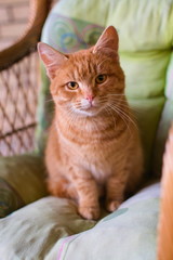 portrait of a beautiful orange cat