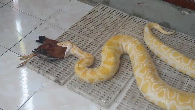 Yellow phyton eating a whole chicken