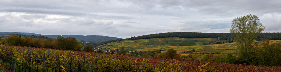 Fototapeta na wymiar image of colorful grapevine fields and a forest in the back in autumn in Germany 2