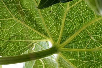 Fresh green leaf detail macro