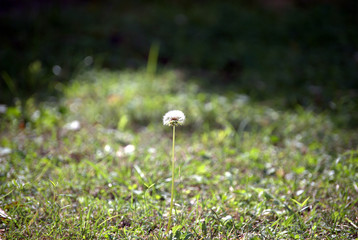 dandelion in grass