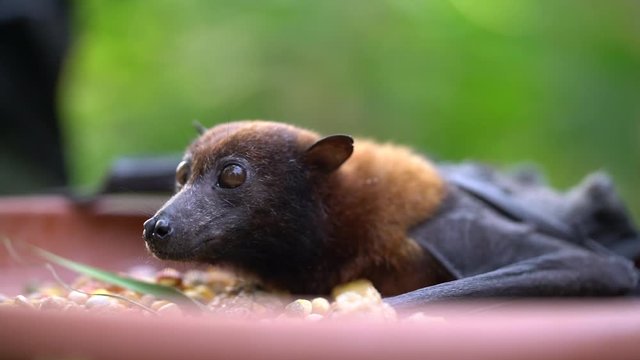 Flying fox in a zoo