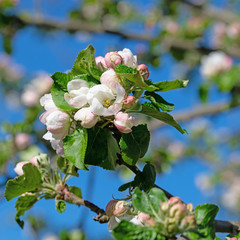 Bl&uuml;hender Apfelbaum, Malus, im Fr&uuml;hling