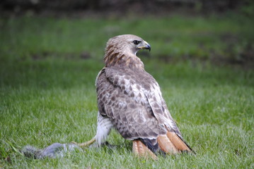 Obraz premium Red tailed Hawk