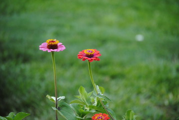 red flower pink flower in the field