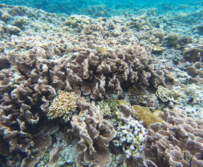 Fototapeta na wymiar Coral reef with many animals in Togian islands
