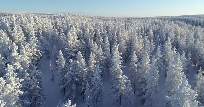 Aerial footage moving fast on top of trees in sunny winter day