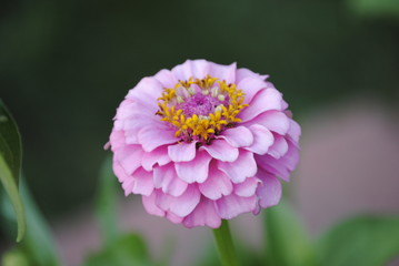 Obraz premium flower in garden