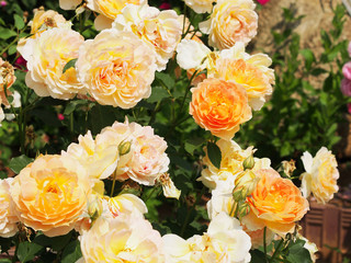 薔薇