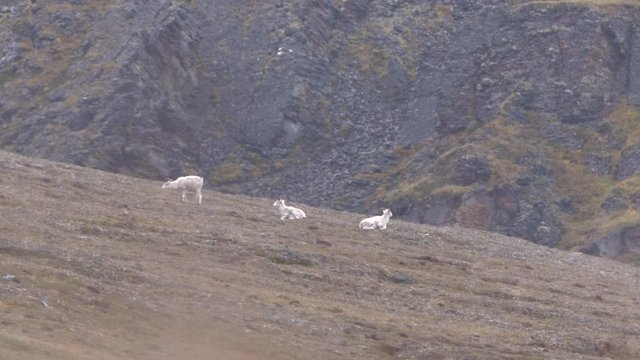 feeding dall sheep on a hill