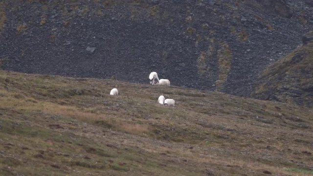 group of dall sheep in Alaska