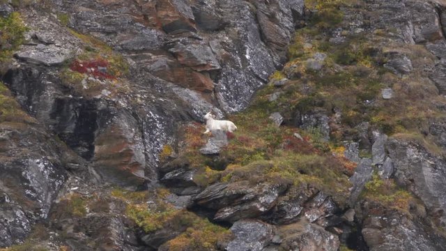 dall sheep laying down in Alaska