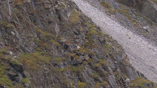 dall sheep laying down on mountain