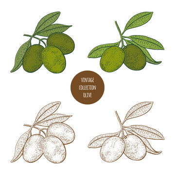 Olive tree. Vintage botany vector hand drawn illustration isolated on white background. Sketch style.