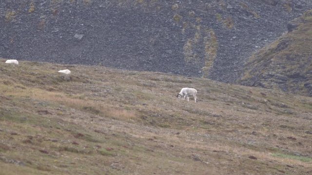 slow motion of dall sheep feeding
