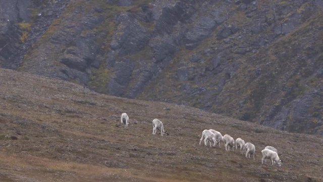 large group of dall sheep