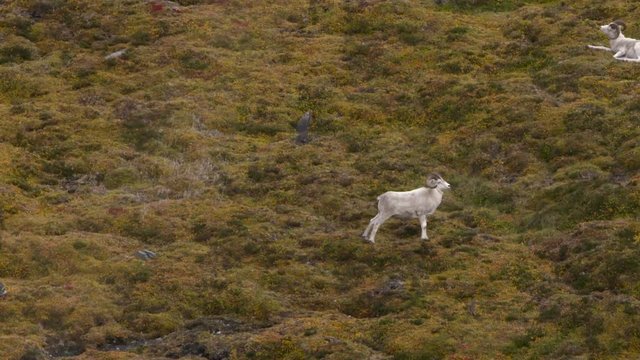dall sheep stands on the side of a mountain