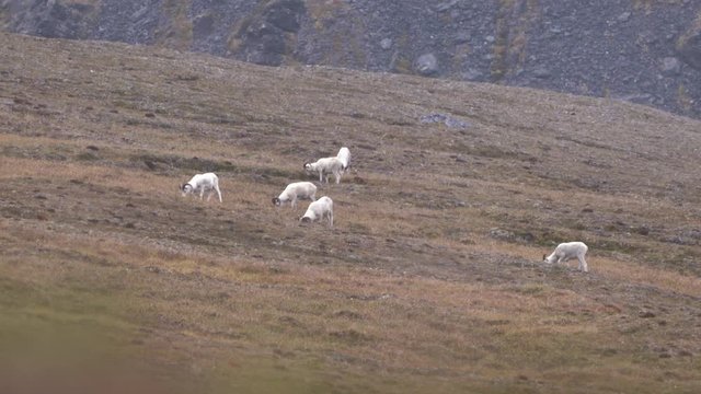 slow motion shot of dall sheep feeding on hill