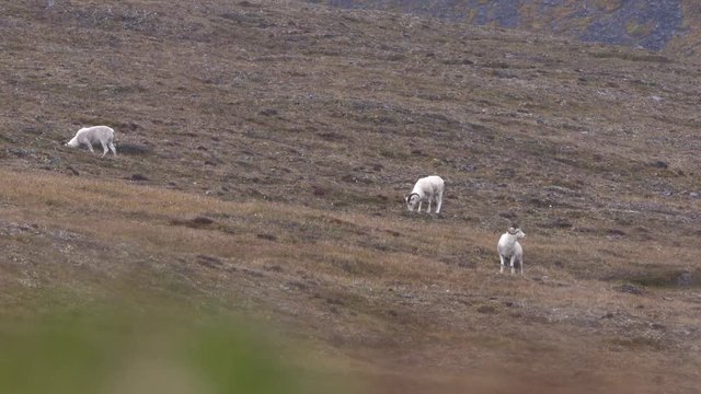 three dall sheep on side of mountain