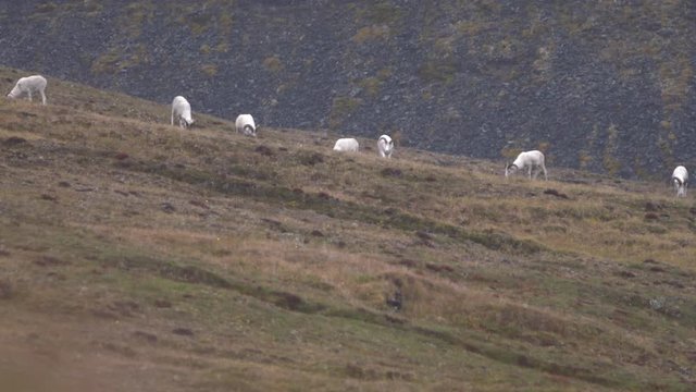 group of dall sheep feeding