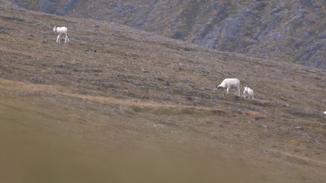 group of dall sheep feeding on a hill
