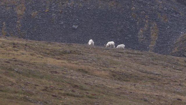 group of dall sheep coming over a hill