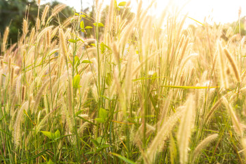Fototapeta premium Grass Flowers On The Sunset