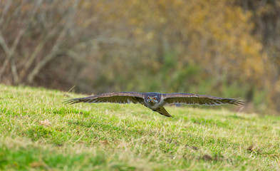 NORTHERN GOSHAWK (Accipiter gentilis)