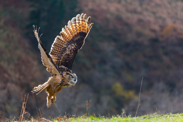EURASIAN EAGLE OWL (Bubo bubo)