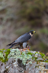 PEREGRINE FALCON (Falco peregrinus)
