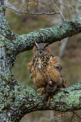 EURASIAN EAGLE OWL (Bubo bubo)