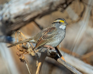 Obraz premium White throated Sparrow on a perch in Southwest Oklahoma
