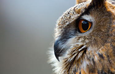 EURASIAN EAGLE OWL (Bubo bubo)