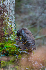 NORTHERN GOSHAWK (Accipiter gentilis)