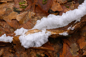 Haareis, verursacht durch den Holzpilz Exidiopsis effusa nach Frost auf einem abgestorbenen Buchenast, haariges Eis, feine Eisstrukturen auf Totholz in einem Buchenwald auf braunem Buchenlaub