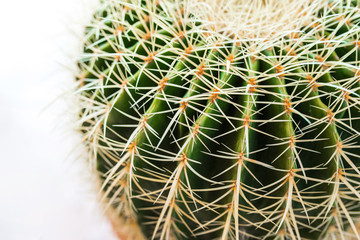 Naklejka na ściany i meble Parodia magnifica/ Ball cactus close up.
