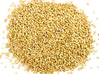Spice coriander (Coriandrum sativum) bunch on white. Diet and weight loss concept