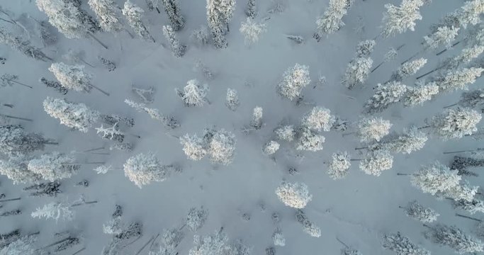 Aerial view of snowy boreal forest seen directly above