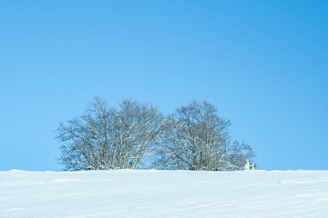 snowy winter landscape with trees on a clear day